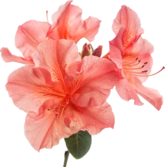 Plexiglas foto achterwand Spring’s Symphony: The Blooming Azalea © 대연 김