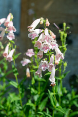 Close up of pink penstemon flowers in bloom