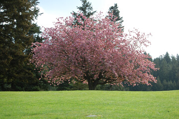 Blooming Cherry Tree