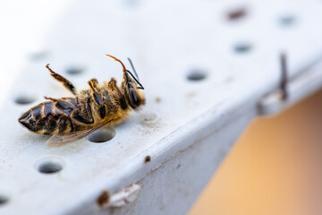 dead bee lies motionless on its back with folded wings At the threshold of the hive