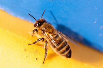Honey bee on yellow and blue background