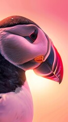 A puffin displays its beak in photorealistic detail against a sky pinked by the setting sun. Close-up of a puffin under the magical touch of the twilight sun in tonal reproduction.