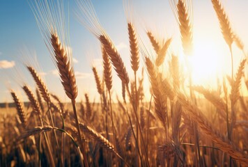fresh wheat with warm sunshine behind it in a field - obrazy, fototapety, plakaty