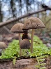 mushrooms in the forest