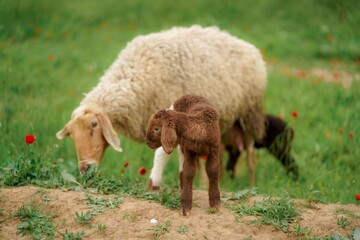 White sheep and little lamb on a meadow with green grass
