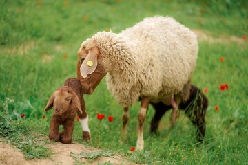 White sheep and little lamb on a meadow with green grass