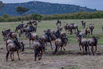 Naklejka na ściany i meble The blue wildebeest (Connochaetes taurinus) at Maasai Mara National Reserve, Narok, Kenya