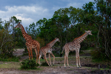 Maasai giraffe or  Kilimanjaro giraffe (Giraffa tippelskirchi) at Maasai Mara National Reserve, Narok, Kenya