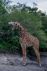 Maasai giraffe or  Kilimanjaro giraffe (Giraffa tippelskirchi) at Maasai Mara National Reserve, Narok, Kenya