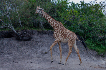 Maasai giraffe or  Kilimanjaro giraffe (Giraffa tippelskirchi) at Maasai Mara National Reserve, Narok, Kenya