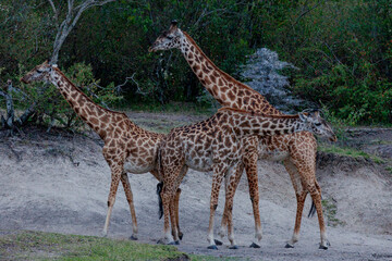 Maasai giraffe or  Kilimanjaro giraffe (Giraffa tippelskirchi) at Maasai Mara National Reserve, Narok, Kenya
