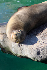 Seal relaxing on a rock by the water, enjoying the sun.