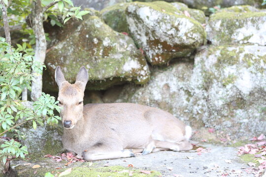 Deer stayed under tree at Nara deer park,Nara. High quality photo