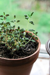 herb thyme growing in terracotta pot in windowsill 