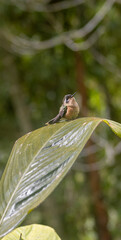 aves
