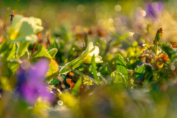 White primrose flower at sunrise, dewy grass with water droplets.