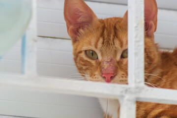 Ginger cat with a damaged nose. Damage can be from parasites, disease, infestation, due to...
