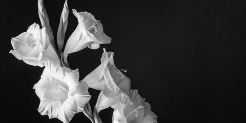 Condolence card black and white color photo, gladioli, black background. Copy Space. Generative AI