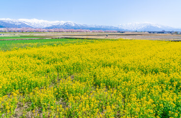 菜の花と桜と朝日岳