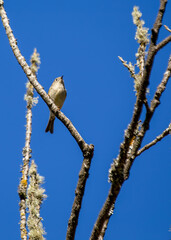Ruby-crowned Kinglet (Corthylio calendula) - Coniferous forests of North America