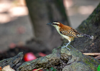 Rufous-naped Wren (Campylorhynchus rufinucha) - Southern Mexico to central Brazil