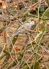 Collared Dove (Streptopelia decaocto) - Widespread across Europe, Asia & Africa