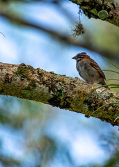 Rufous-collared Sparrow (Zonotrichia capensis) - Central & South America, Hispaniola