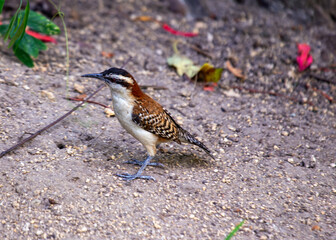 Rufous-naped Wren (Campylorhynchus rufinucha) - Southern Mexico to central Brazil
