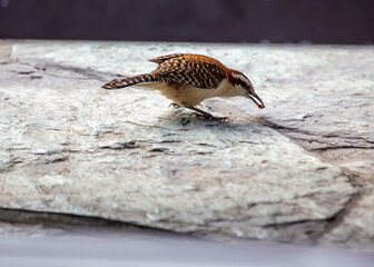 Rufous-naped Wren (Campylorhynchus rufinucha) - Southern Mexico to central Brazil