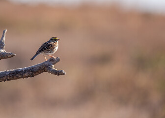 Savannah Sparrow (Passerculus sandwichensis) - Open grasslands across North America