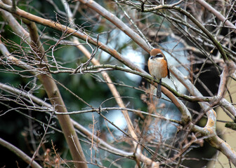 Bill-headed Shrike (Laniocteus seneg??us) - Sub-Saharan Africa & Southwest Asia