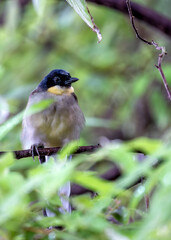 Blue-crowned Laughingthrush (Garrulax courvoides) - Southeast Asia
