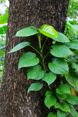 Epipremnum aureum climbing on tree
