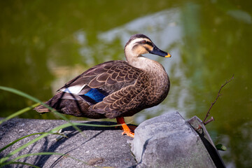 Spot-billed Duck (Anas poecilonotus) - Tropical Asia & Sub-Saharan Africa