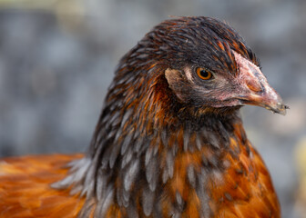Burford Brown Chicken (Hybrid Breed) - Globally Farmed
