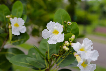 Obraz premium White flower of tabebuia pallid