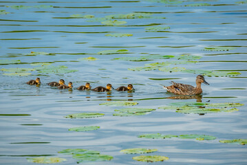 Row of mallard ducklings and their mother