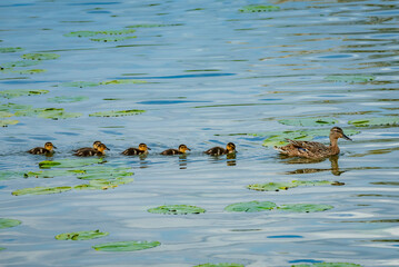 Mallard ducklings in a row following their mother