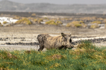 Djibouti,  a warthog near the lake Abbe in the Afar depression