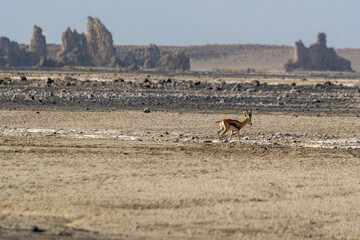 
Djibouti, near the lake Abbe  a Dorcas Gazelle and typical rock formation in the background
