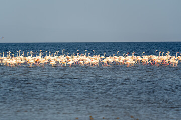 Djibouti, colony of pink flamingos in the Lake Abbe