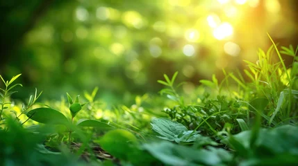 Selbstklebende Fototapeten Fundo fotográfico de meio ambiente com folhas e grama ao fundo. Uso: design verde, natureza, ecologia, conceitos ambientais. © Dudarte