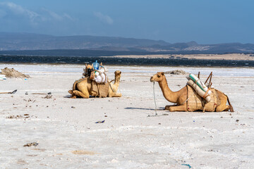 Djibouti,  at the salt lake Assal salt is transported after harvest by dromadaries.