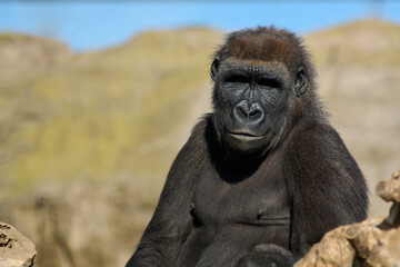 Fototapeta premium Gorilla relaxed in a natural environment, showing his powerful physique under the sunlight.