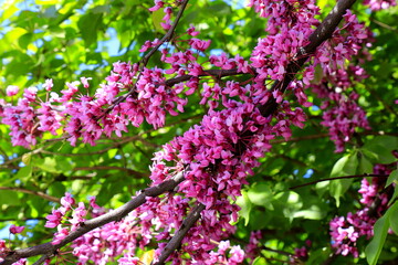 Obraz premium Cercis tree blossoms in spring garden. Beautiful scarlet, red buds. Judas tree, Delicate pink flowers of Cercis siliquastrum. Pink background