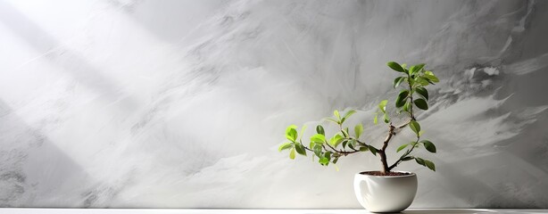 white marble background with plant in pot and shadow overlay