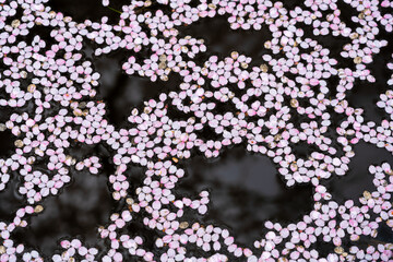 水面に散った桜の花びら