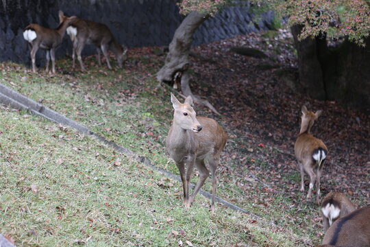 NARA, JAPAN - Deer in Nara Park, Japan. High quality photo