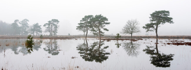 tranquil scene of flooded leersumseveld in dutch province of utrecht in misty morning light near utrecht - 755191939