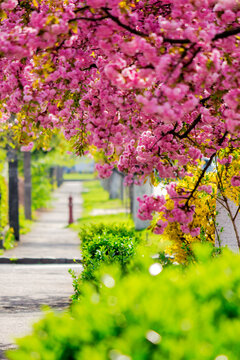 sakura trees in full blossom along the street. cherry blossom season in uzhhorod, transcarpathia. celebrating hanami in ukraine. green urban scenery on a sunny day in spring
